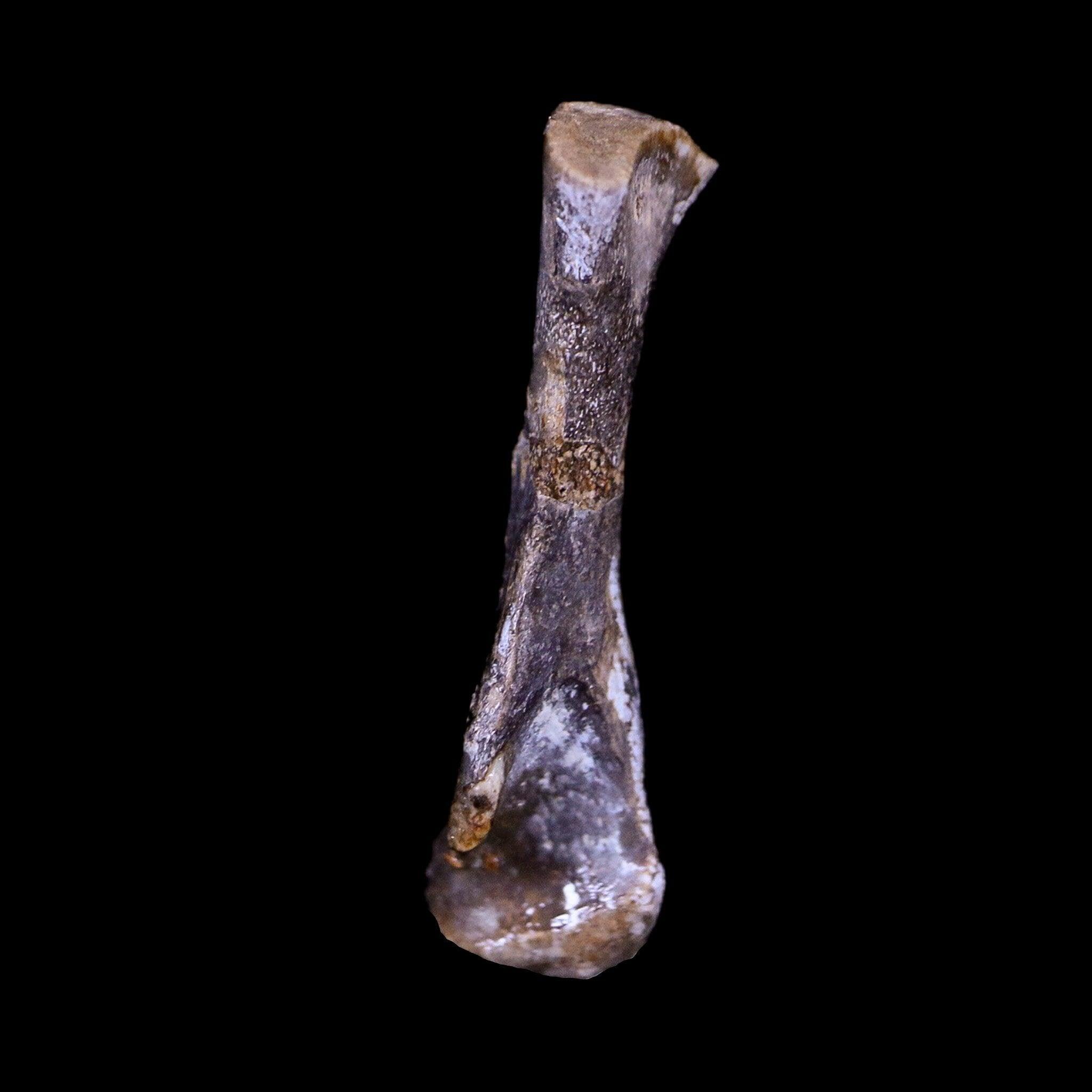 Authentic Captorhinus Aguti Fossil Femur Bone - Permian Age Reptile (299 Million Years Old) with COA - Perfect for Paleontology Displays, Educational Collections & Fossil Enthusiasts