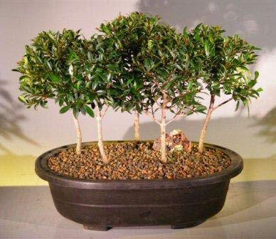 Flowering Brush Cherry Bonsai Tree (Eugenia Myrtifolia) - 5 Tree Forest Group Set for Home & Office Decor | Indoor Bonsai Plants for Zen Garden, Desk Decor, and Gift Ideas