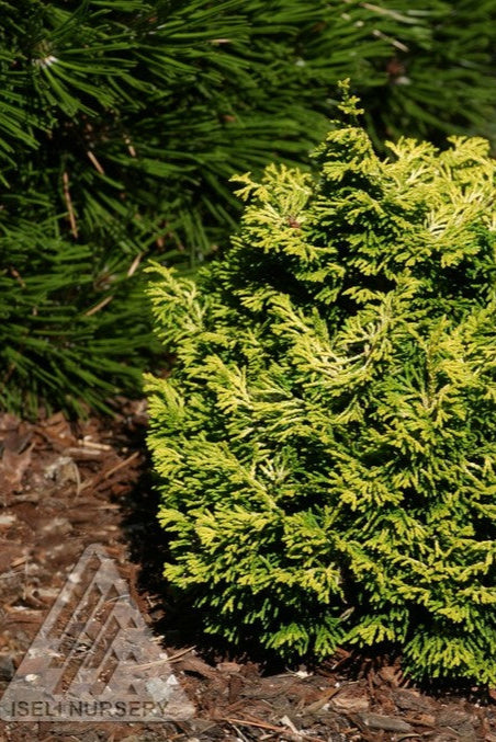Chamaecyparis obtusa 'Butter Ball' #3 - Dwarf Golden Hinoki Cypress Evergreen Shrub for Landscaping, Gardens & Container Planting