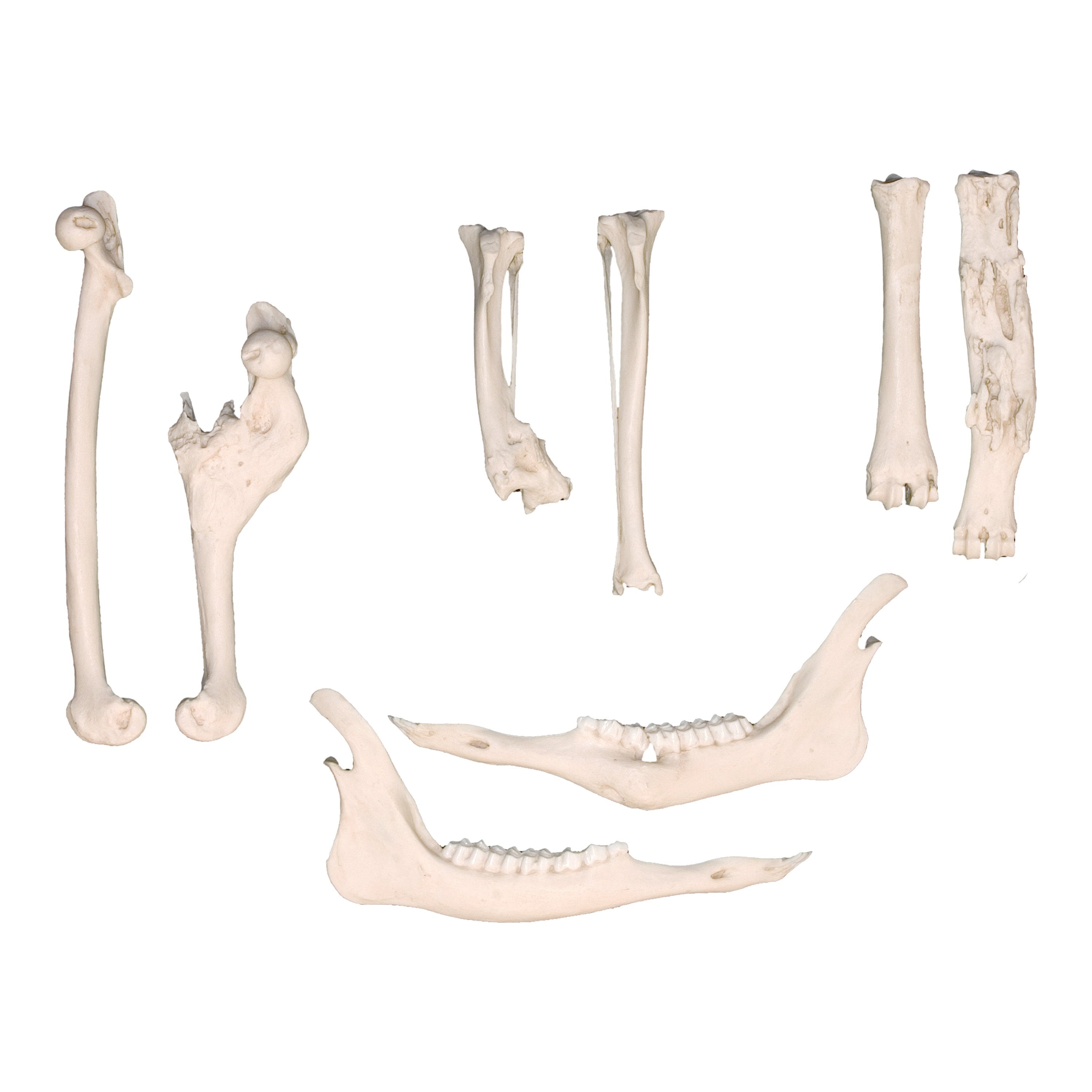 Authentic Animal Pathology Bone Replica Set - Veterinary Teaching, Medical Study & Science Education Display
