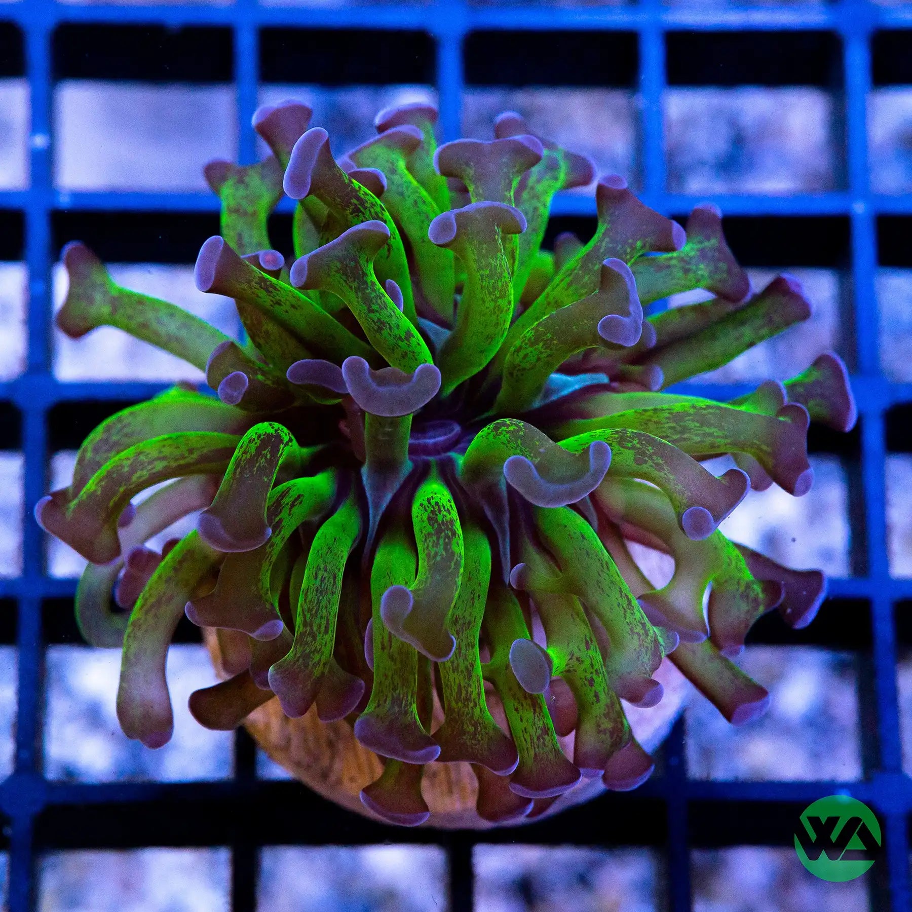 Purple Tip Branching Hammer Coral for Saltwater Aquariums - Perfect for Reef Tanks & Marine Aquascaping