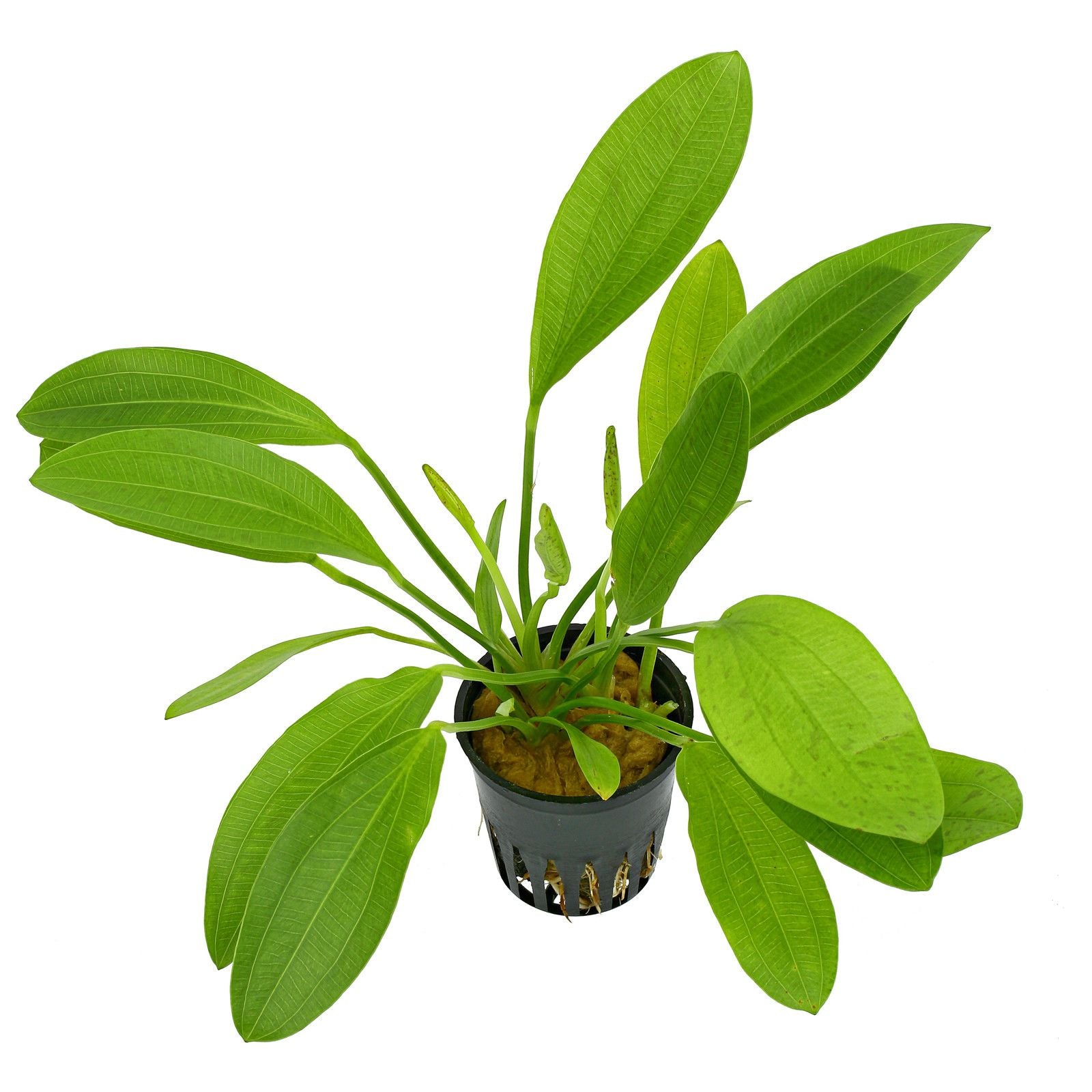 TCulture Echinodorus Python Live Aquarium Plant in Pot - Perfect for Freshwater Fish Tanks, Aquascaping & Aquatic Decor
