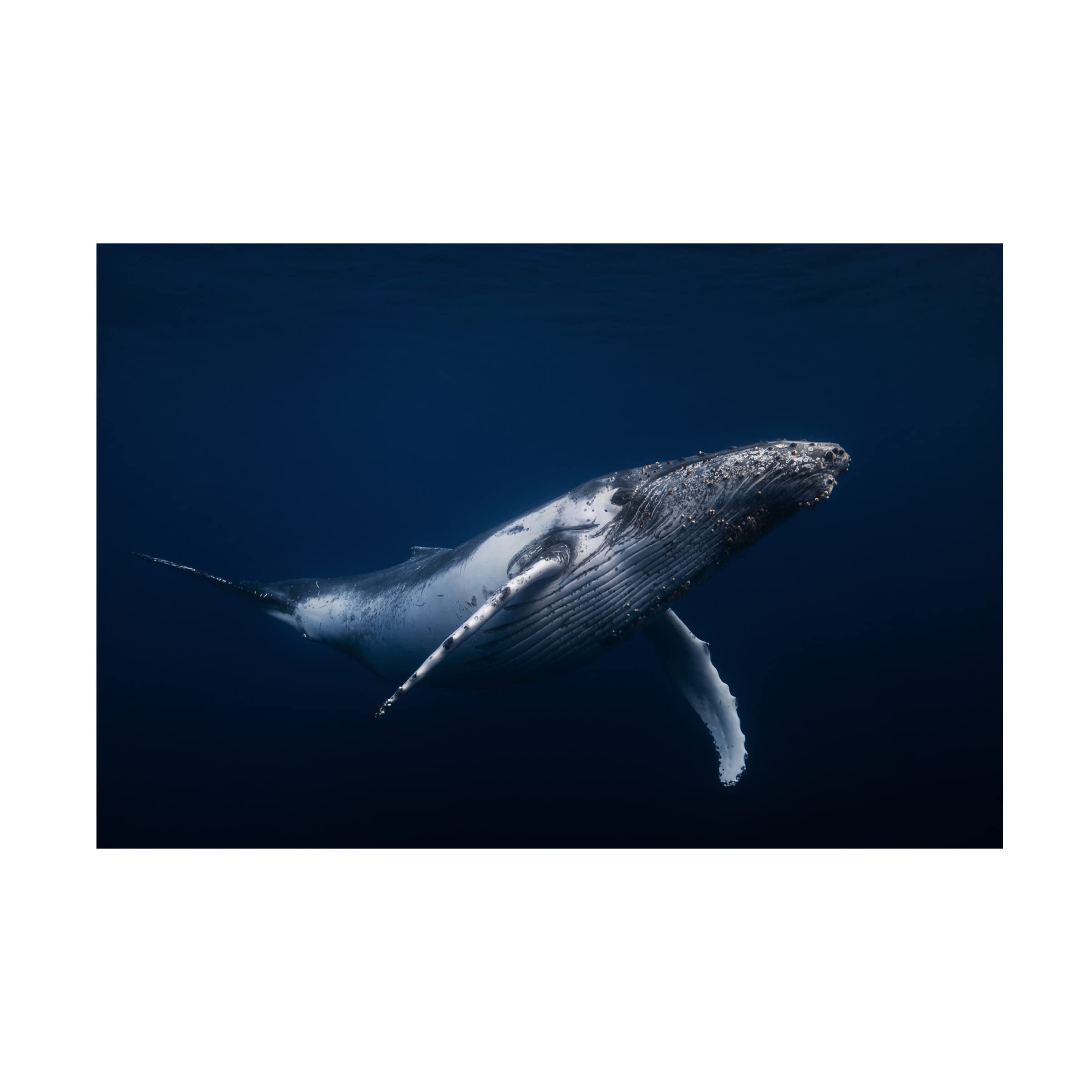 Barathieu Gabriel 'Humpback Whale In Blue' Canvas Wall Art Print - Ocean Themed Home Decor for Living Room, Bedroom & Office