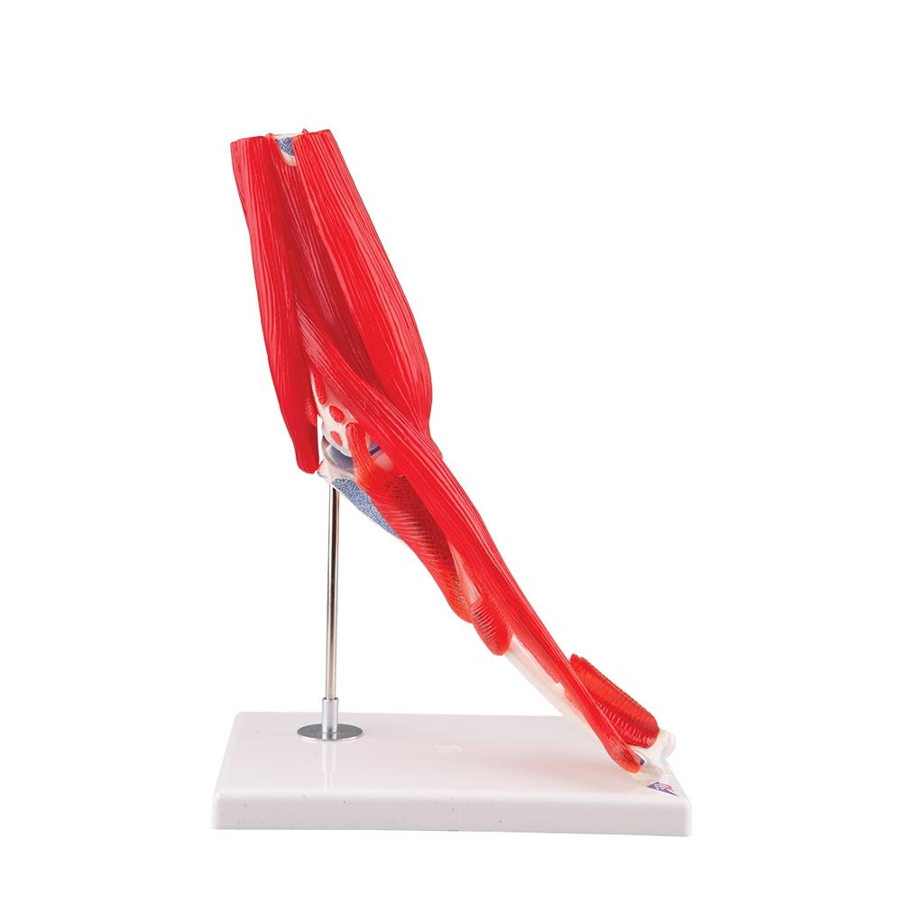 8-Part Elbow Joint with Muscles Model - Detailed Human Anatomy Study Tool for Medical Students & Professionals