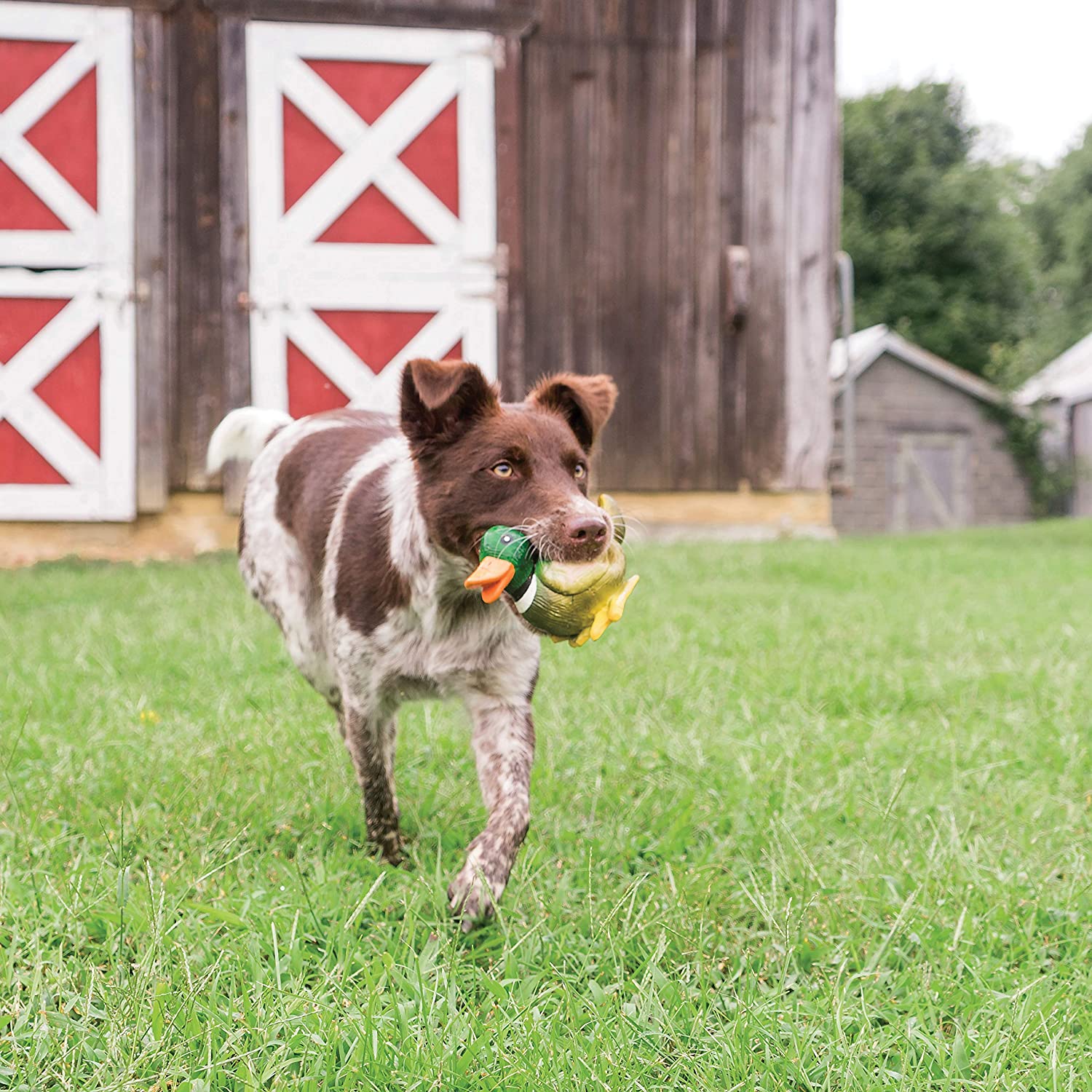 Duck Squeaky Dog Toy with Sound - Petsafe Interactive Chew Toy for Small & Large Dogs - Perfect for Fetch, Training & Playtime
