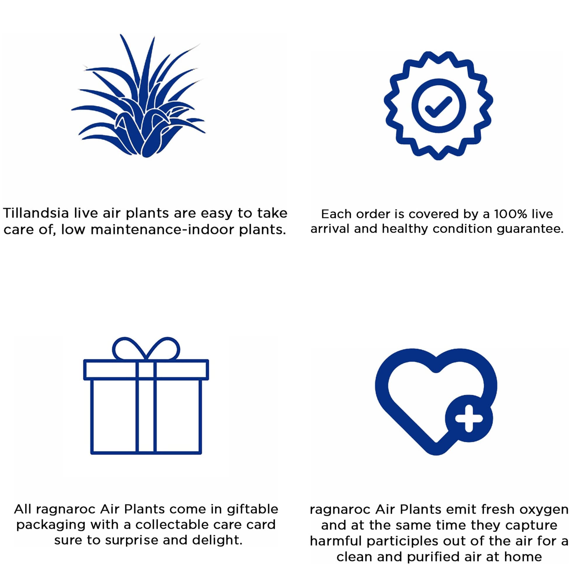 Live Air Plants - Tillandsia Gift Box TOR Variety Pack (10 Large Plants 4-10 inches) with 15 inch Spanish Moss - Low Maintenance Indoor Plants for Home Décor, Office & Terrarium - Live Arrival Guaranteed