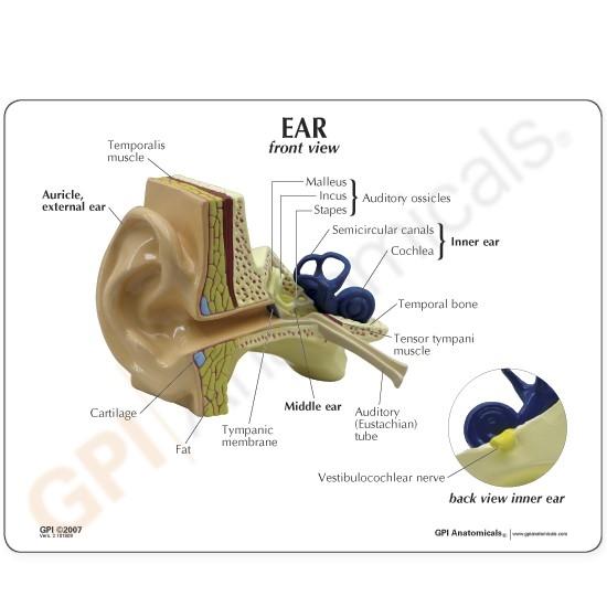 Human Ear Anatomy Model with Educational Key Card - Perfect for Medical Students, Biology Teachers & Science Classrooms