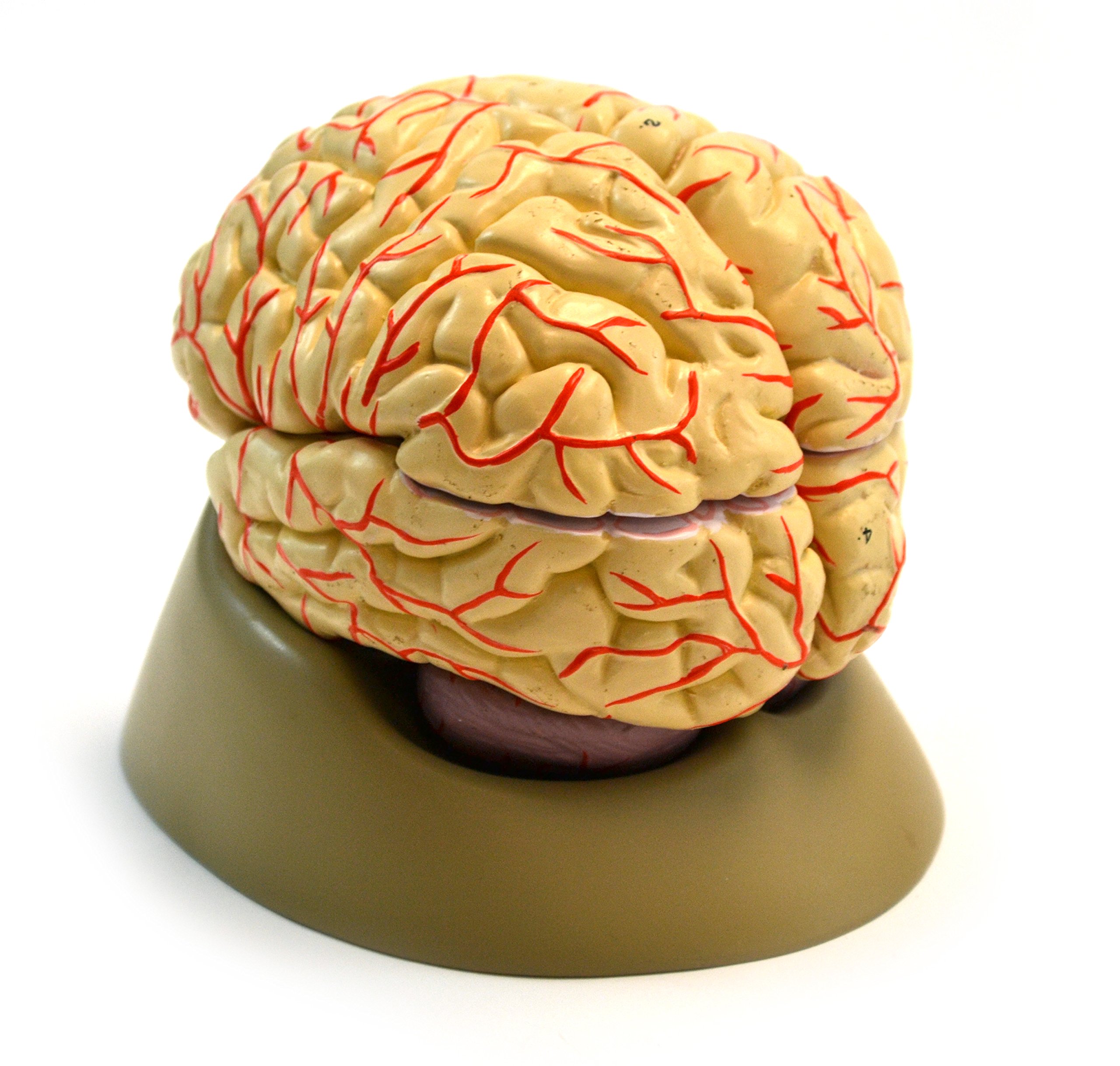 EISCO Life-Size Human Brain Anatomy Model with Arteries - 8-Part Detachable, Hand-Painted Educational Tool with Display Stand | Perfect for Medical Students, Biology Classrooms & Neuroscience Studies