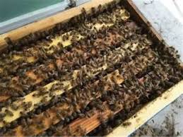 Nucleus Hive Colony 2023 - Premium Beehive Starter Kit for Beekeeping Beginners | Perfect for Backyard Apiary, Honey Production & Pollination