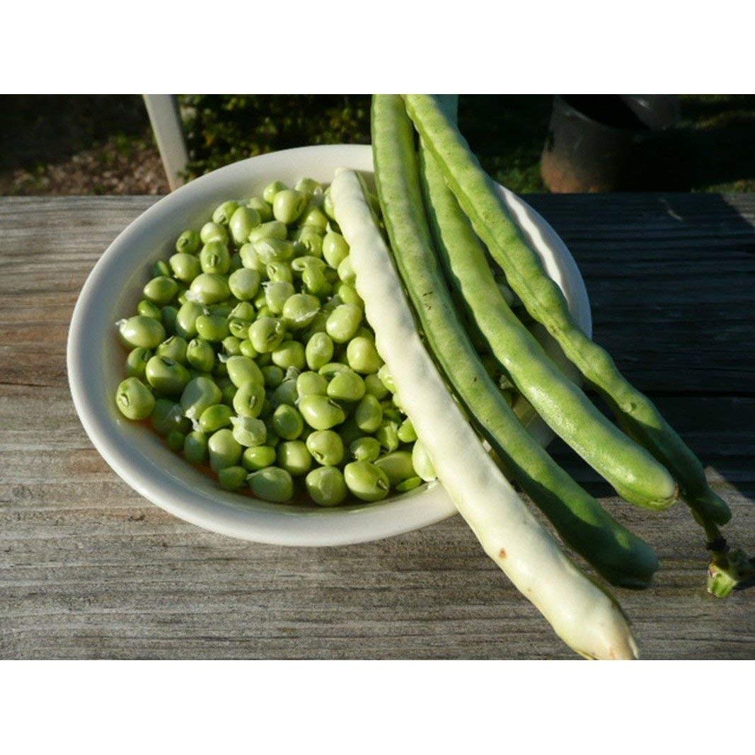 Premium Zipper Cream Cowpea Seeds - Large, Easy-Shelling Cream Pea Variety - 2-3 ft Bushy Plants (25 Seeds) for Home Gardening, Southern Cooking & Canning