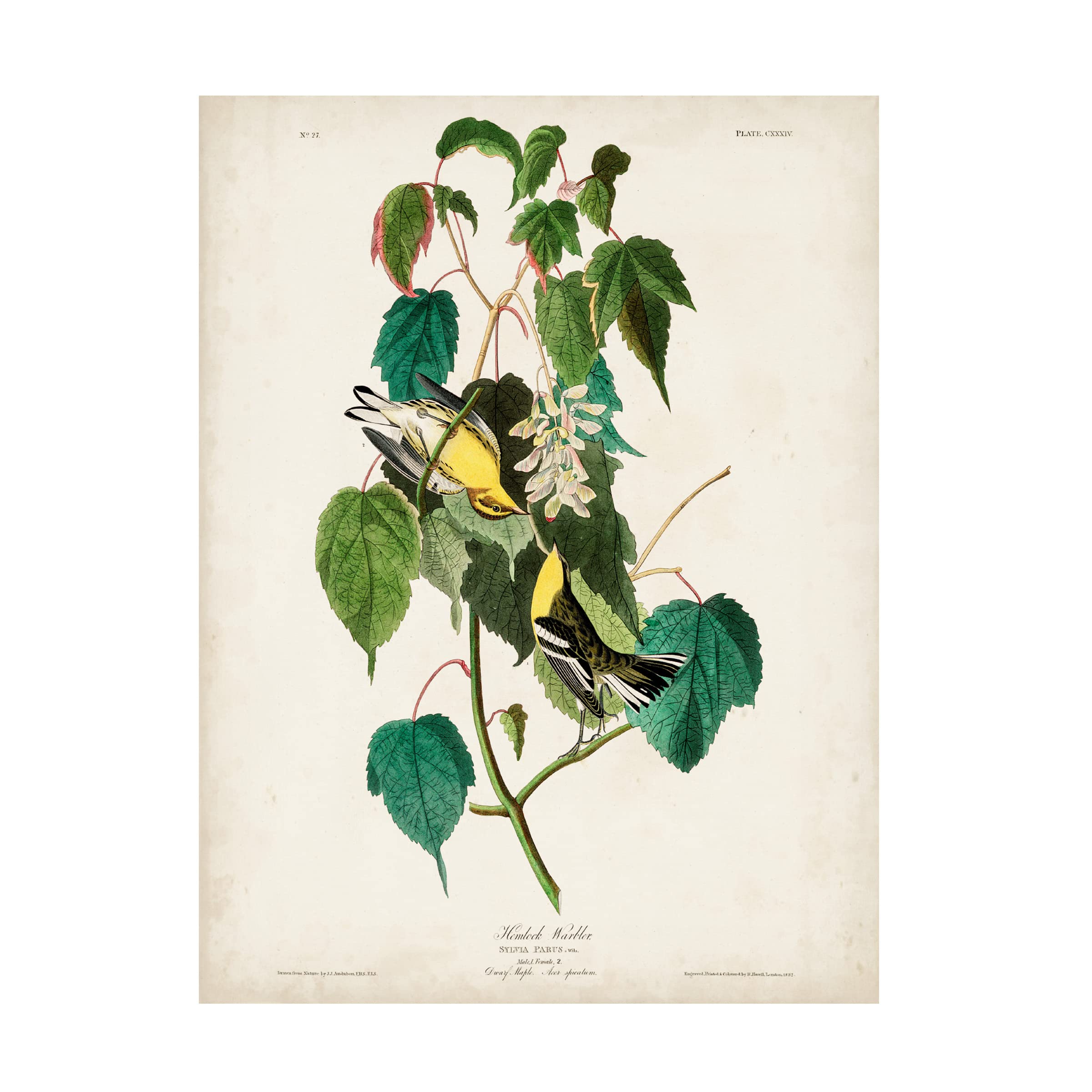 John James Audubon 'Hemlock Warbler' Fine Art Canvas Print 18x24 - Perfect for Home Decor, Office Wall Art & Nature Lover Gifts