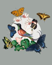 Humming Bird and Butterflies