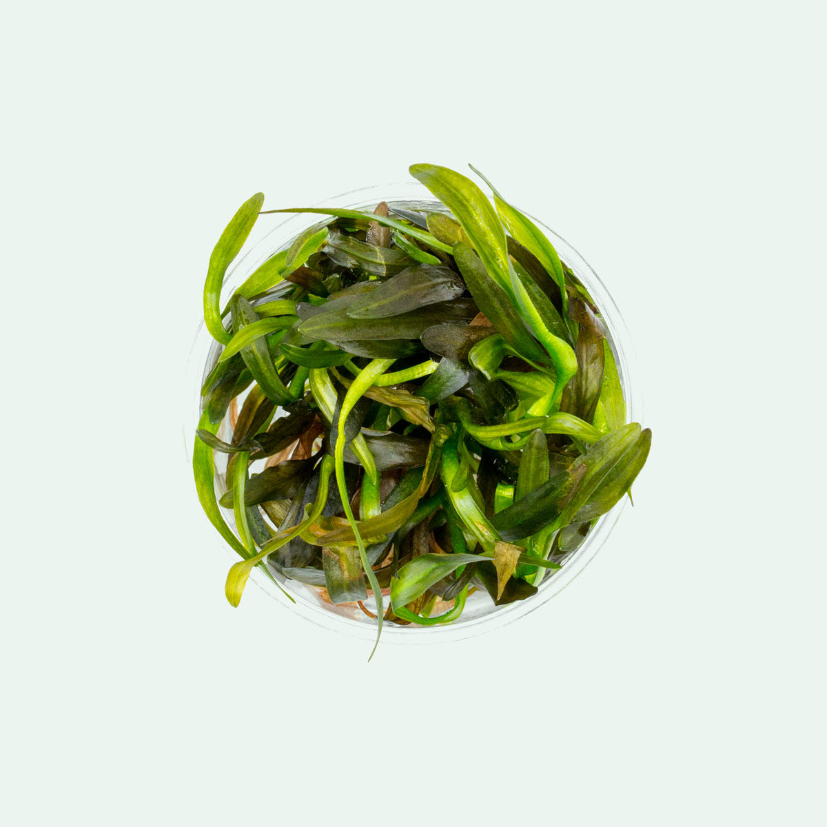 Echinodorus Horemanii Red - Live Aquarium Plant for Freshwater Fish Tanks | Perfect for Aquascaping and Enhancing Aquatic Environments