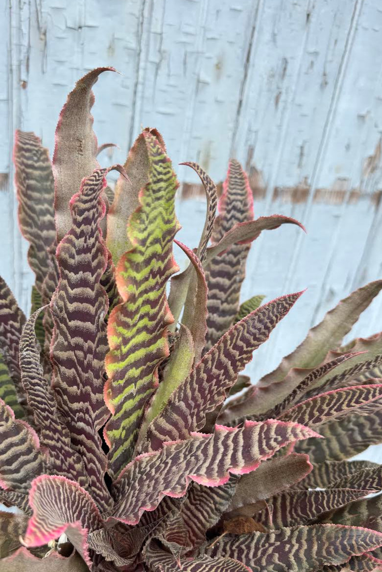 Cryptanthus 'Elaine' - 6