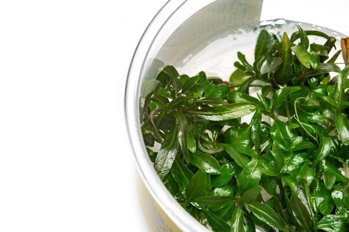 Hygrophila Araguaia Tissue Culture Live Aquarium Plant - Easy Carpeting Plant for Freshwater Fish Tanks, Aquascaping & Nano Tanks