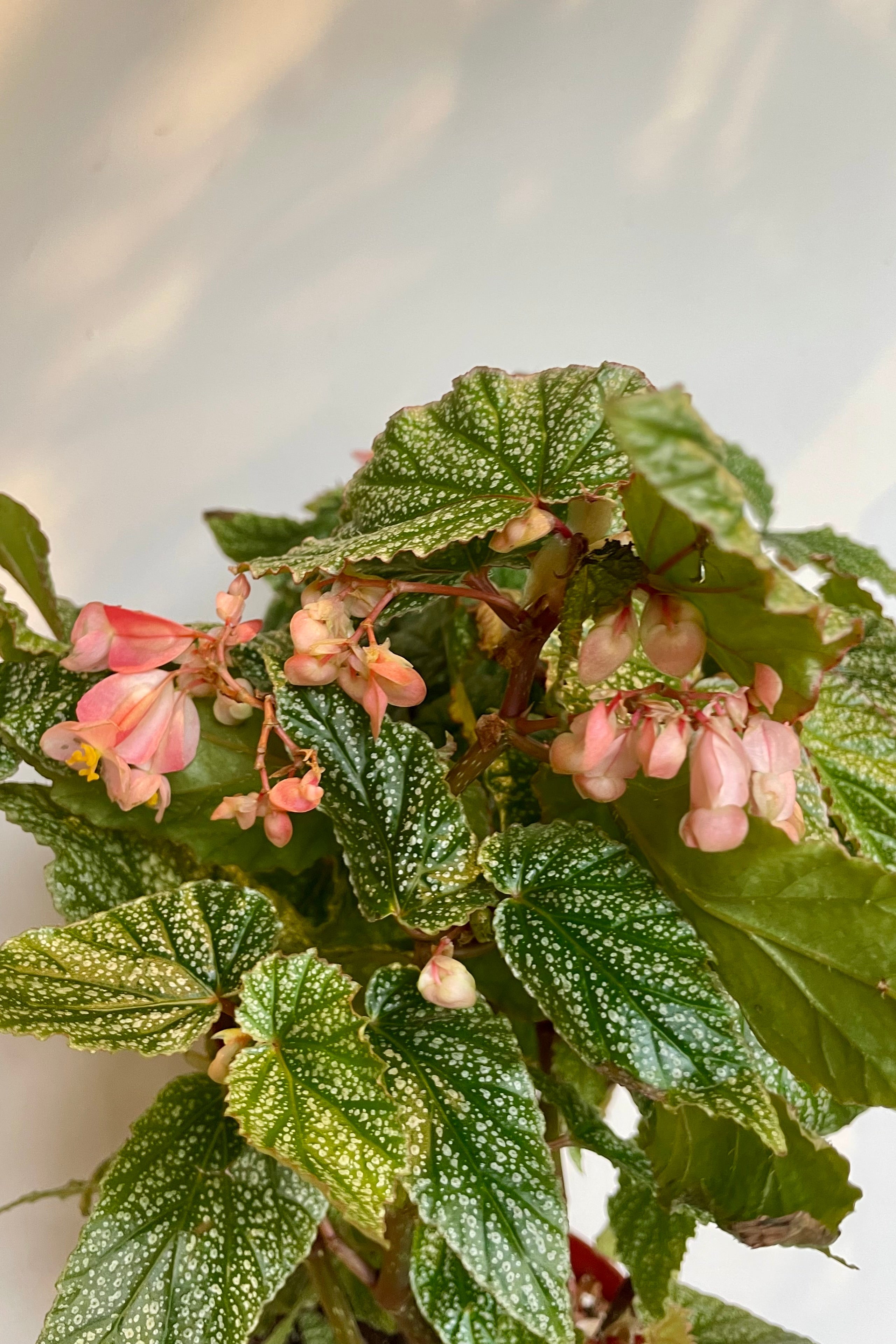 Angel Wing Begonia Plant - 6