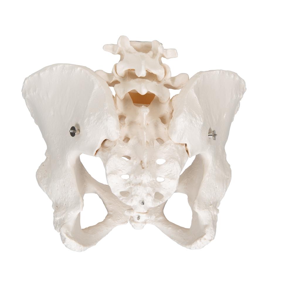 Female Pelvic Skeleton Model - Anatomically Accurate Human Pelvis Bone Structure for Medical Students, Doctors & Physical Therapists - Perfect for Anatomy Study, Patient Education & Medical Office Display