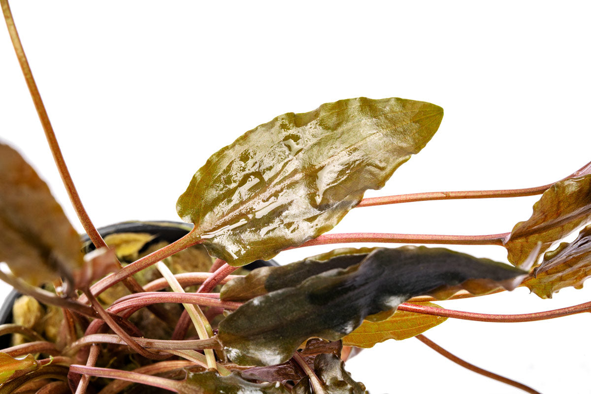 Cryptocoryne Hudoroi Live Aquarium Plant - Easy Care Aquatic Plant for Fish Tanks & Aquascaping | Perfect for Freshwater Aquariums, Shrimp Tanks & Planted Tanks