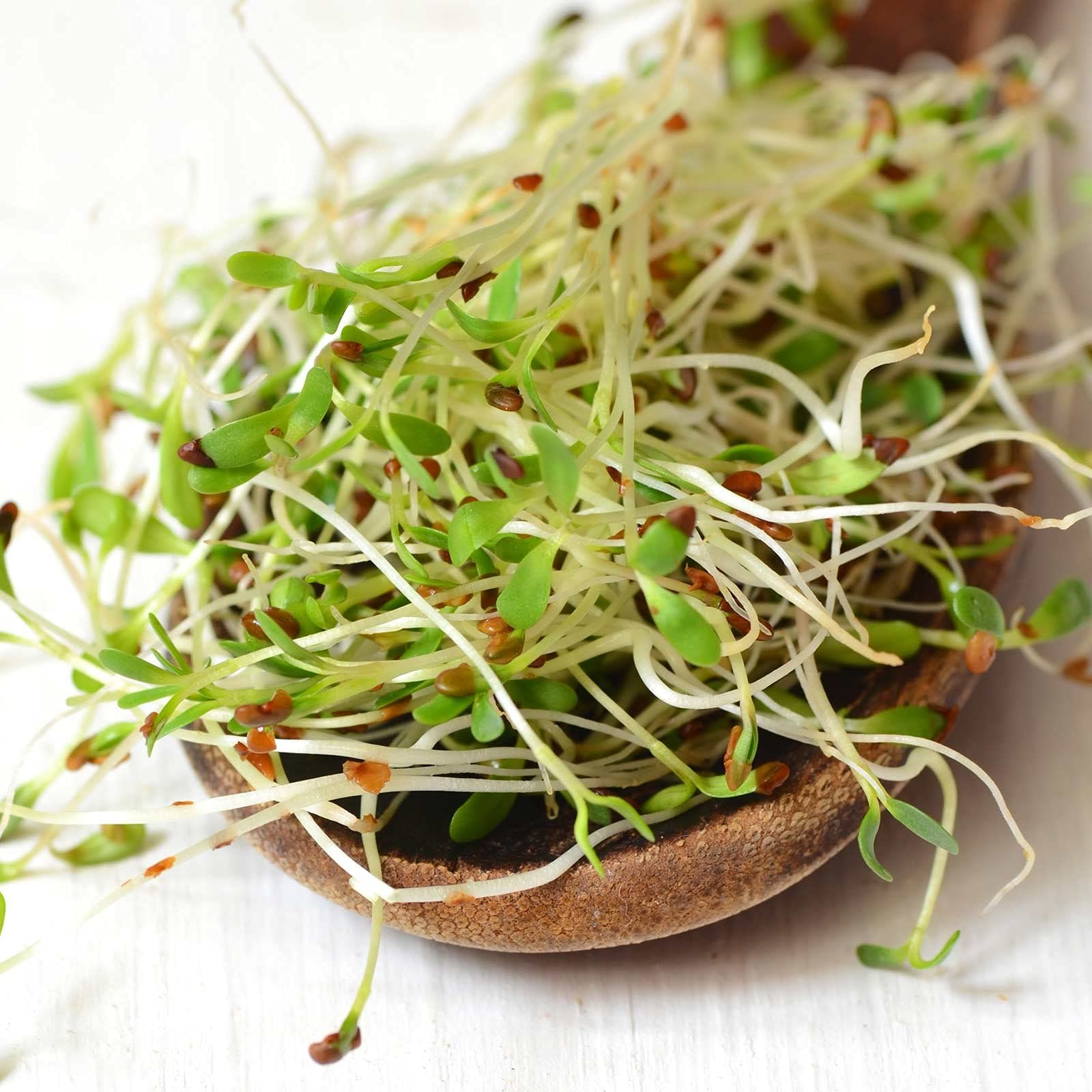 Organic Alfalfa Sprouting Seeds 5 Lbs - Non-GMO, Resealable Can for Growing Sprouts - Perfect for Home Gardening, Healthy Salads, Sandwiches & Food Storage