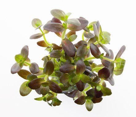 Dennerle Bacopa Salzmannii 'Purple' - Live Aquarium Plant for Freshwater Tanks | Easy Care Aquatic Plant for Fish Tanks, Aquascaping & Planted Aquariums