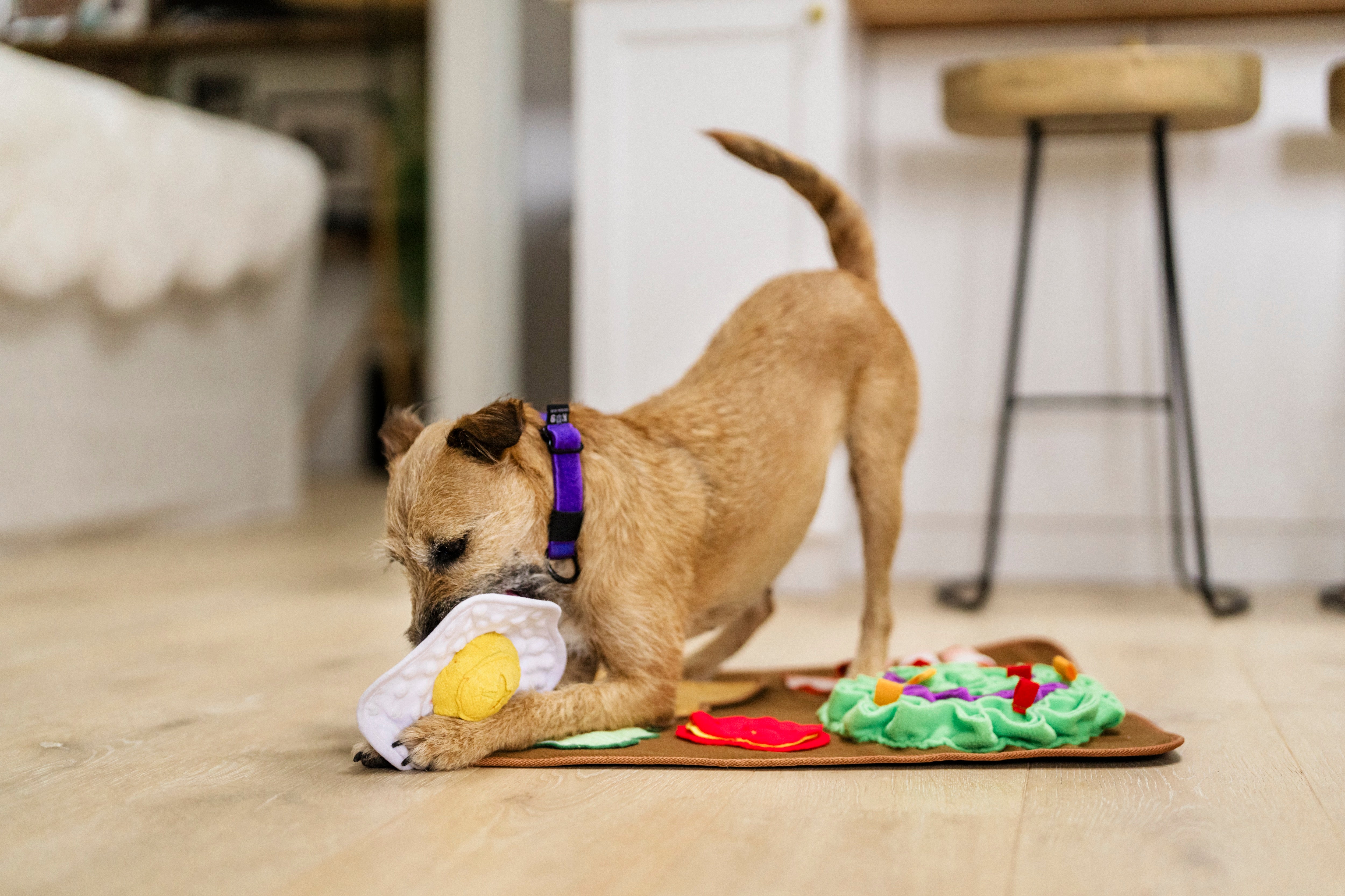 Delicious Sunrise Scented Dog Mat | Pet P.L.A.Y. - Calming Aromatherapy for Anxious Pets, Perfect for Crates, Beds & Travel