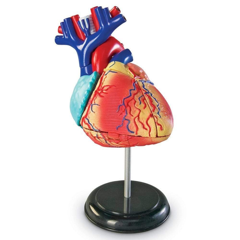 Heart Anatomy Model - Detailed Human Heart Structure for Medical Study, Education & Display - Perfect for Students, Teachers & Healthcare Professionals