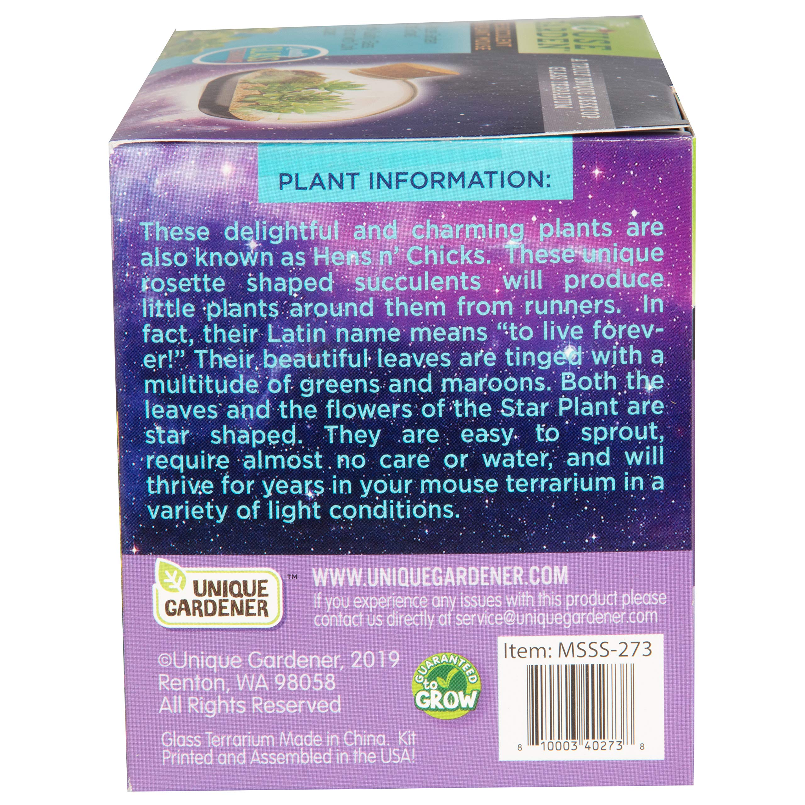 Glass Terrarium Starter Kit for Succulent Star Plant Mouse - Complete DIY Growing Supplies for Home & Office Decor - Easy to Grow Long-Lasting Indoor Garden - Perfect for Gifts, Desktops, and Relaxation Spaces