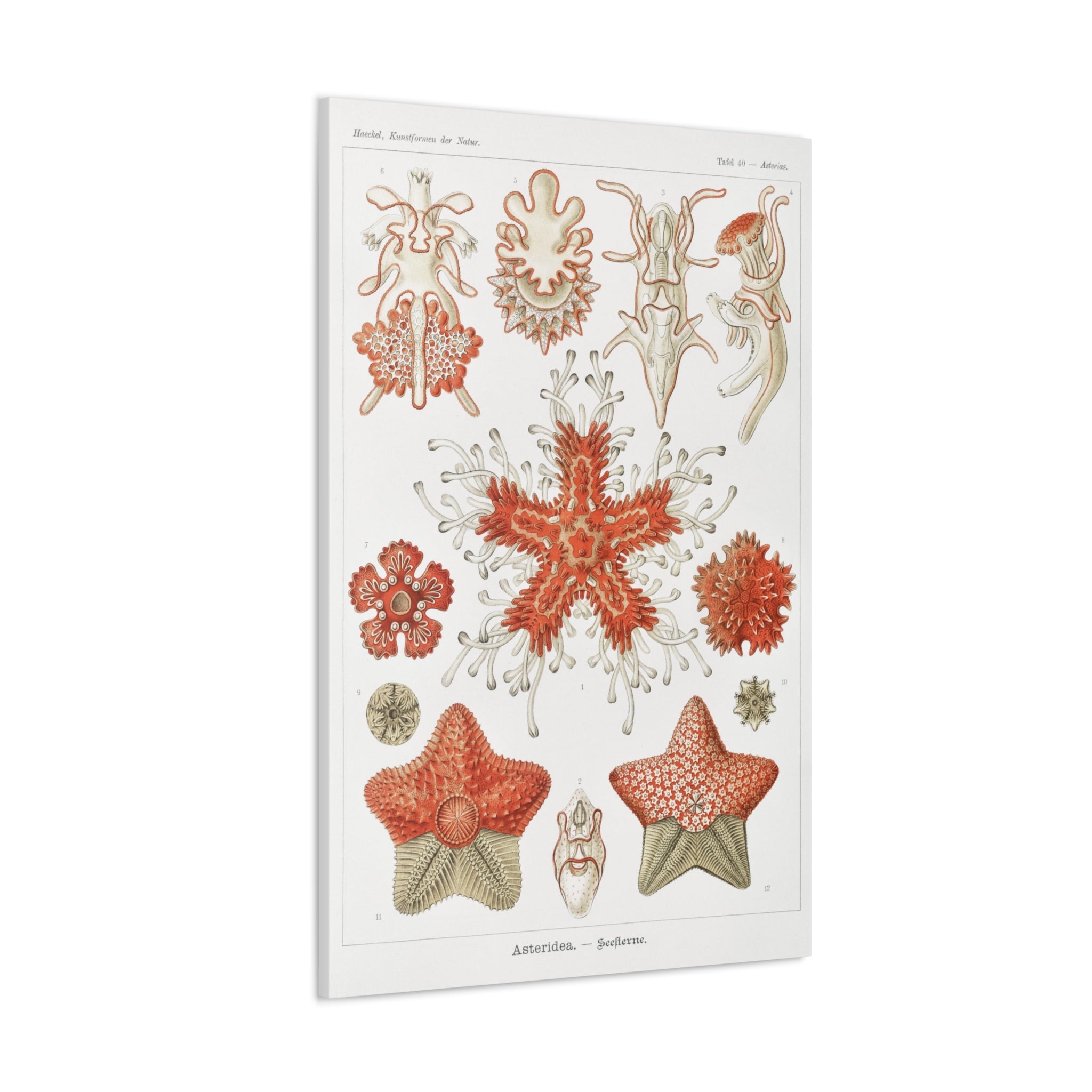 Ernst Haeckel Asteridea Seesterne Starfish Art Print - Premium Canvas Wall Decor for Living Room, Bedroom & Office