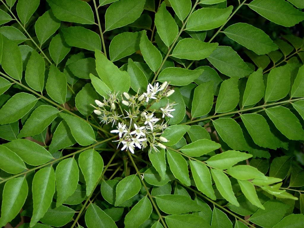 Golden Bloom Curry Leaves Plant (Murraya Koenigii) - Fresh Kadi Patta Sweet Neem Live Herb Plant for Cooking, Ayurvedic Remedies & Home Gardening
