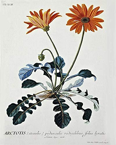 Georg Dionysius Ehret African Daisy Laminated Poster - 20x30 Inch Vibrant Floral Wall Art for Home & Office Decor, Perfect for Living Room, Bedroom, or Gift