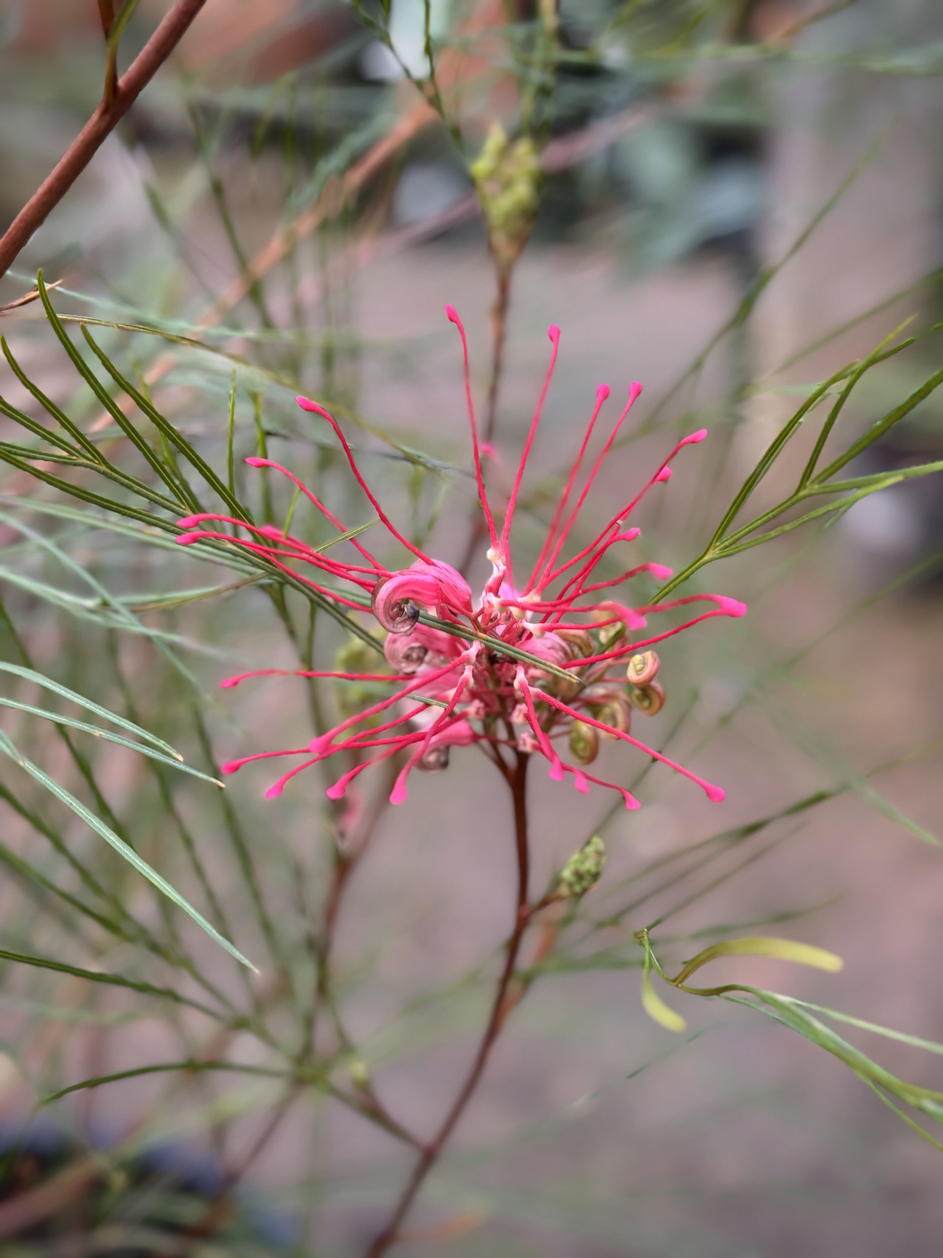 Grevillea Longistyla - Stunning Red Spider Flower Plant for Gardens & Landscaping | Perfect for Pollinator-Friendly Yards & Drought-Tolerant Landscapes
