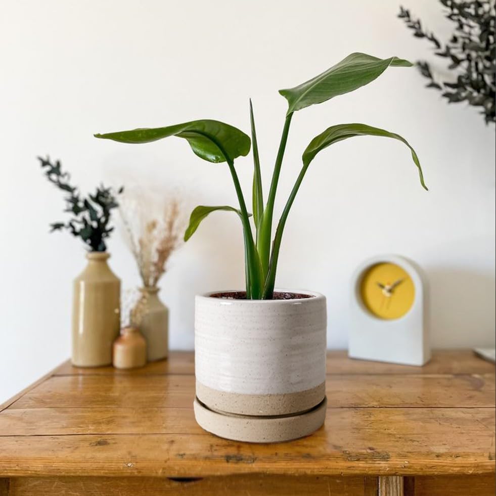6 Inch Ceramic Plant Pots with Drainage Hole & Saucer - Indoor/Outdoor Cylinder Round Planter for Succulents, Herbs, Flowers - White & Beige Glazed Garden Decor