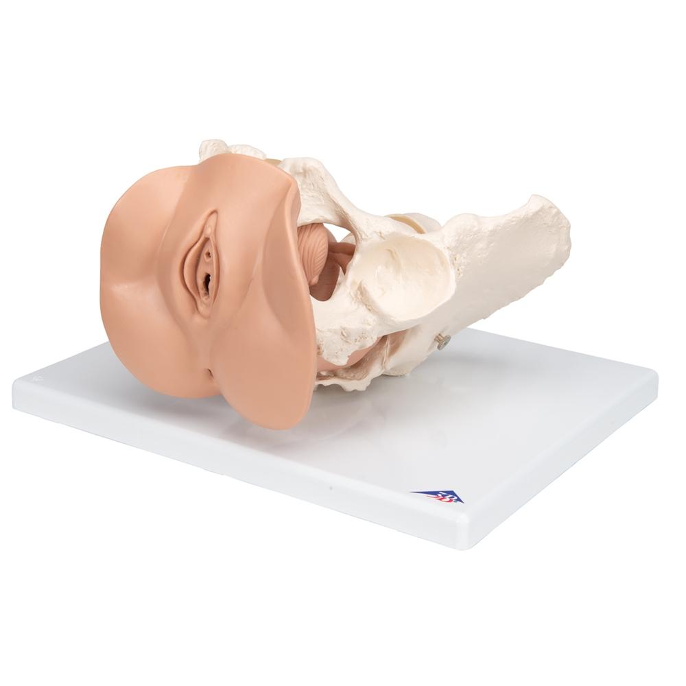 Female Pelvis Skeleton Model with Reproductive Organs - 3-Part Anatomical Model for Medical Education, Physical Therapy & OBGYN Training