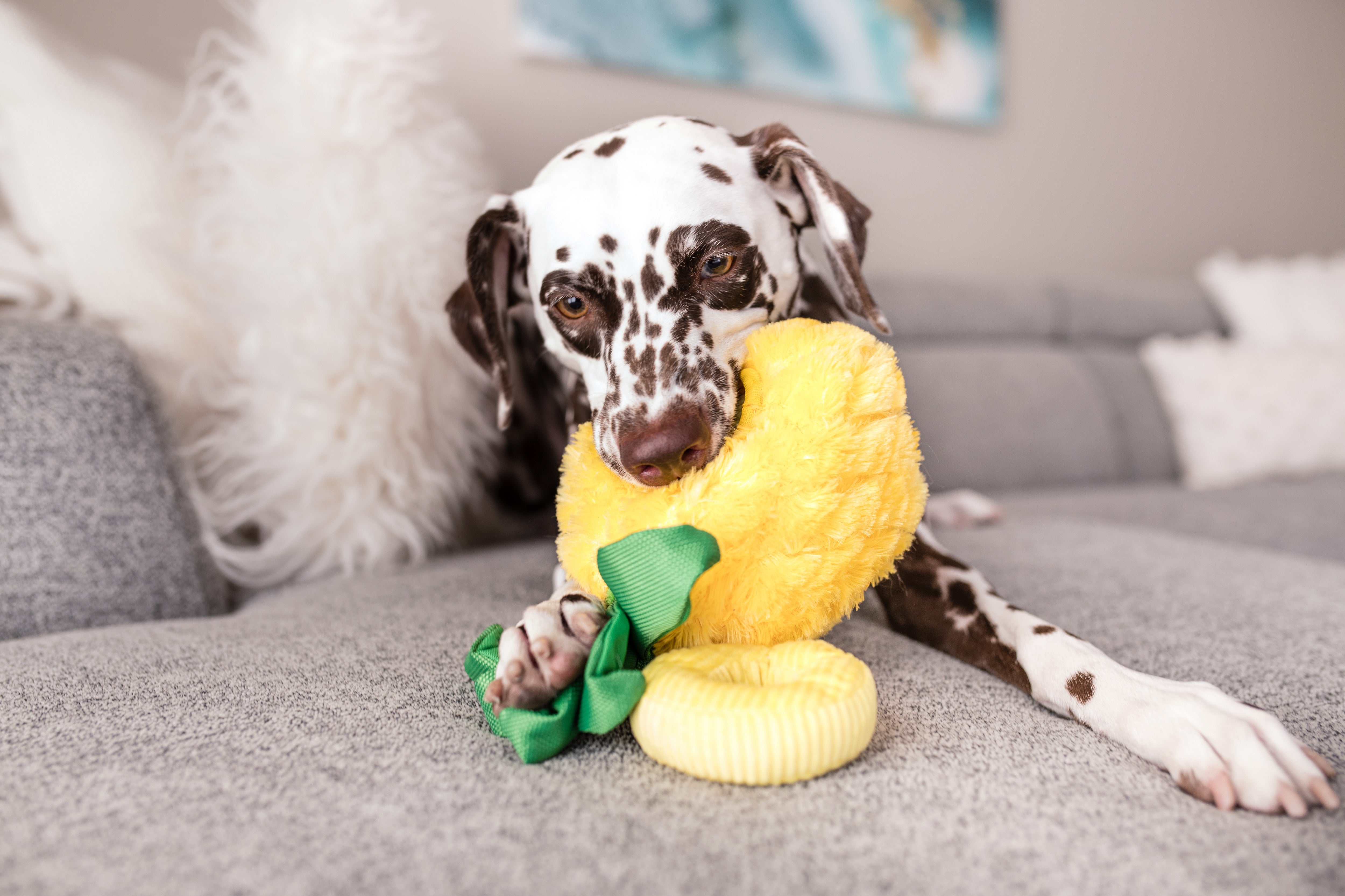 Tropical Paradise™ Dog Plush Toy - La Piña Chew Toy for Dogs | Soft & Durable Pet P.L.A.Y. Puppy Toy | Perfect for Playtime, Training & Cuddling