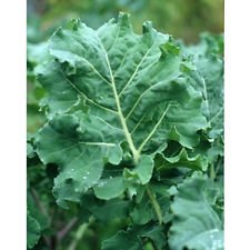 Fast Growing Hanover Salad Spring Kale Seeds (100 Count) - Delicious & Nutritious Greens for Salads, Smoothies & Healthy Meals
