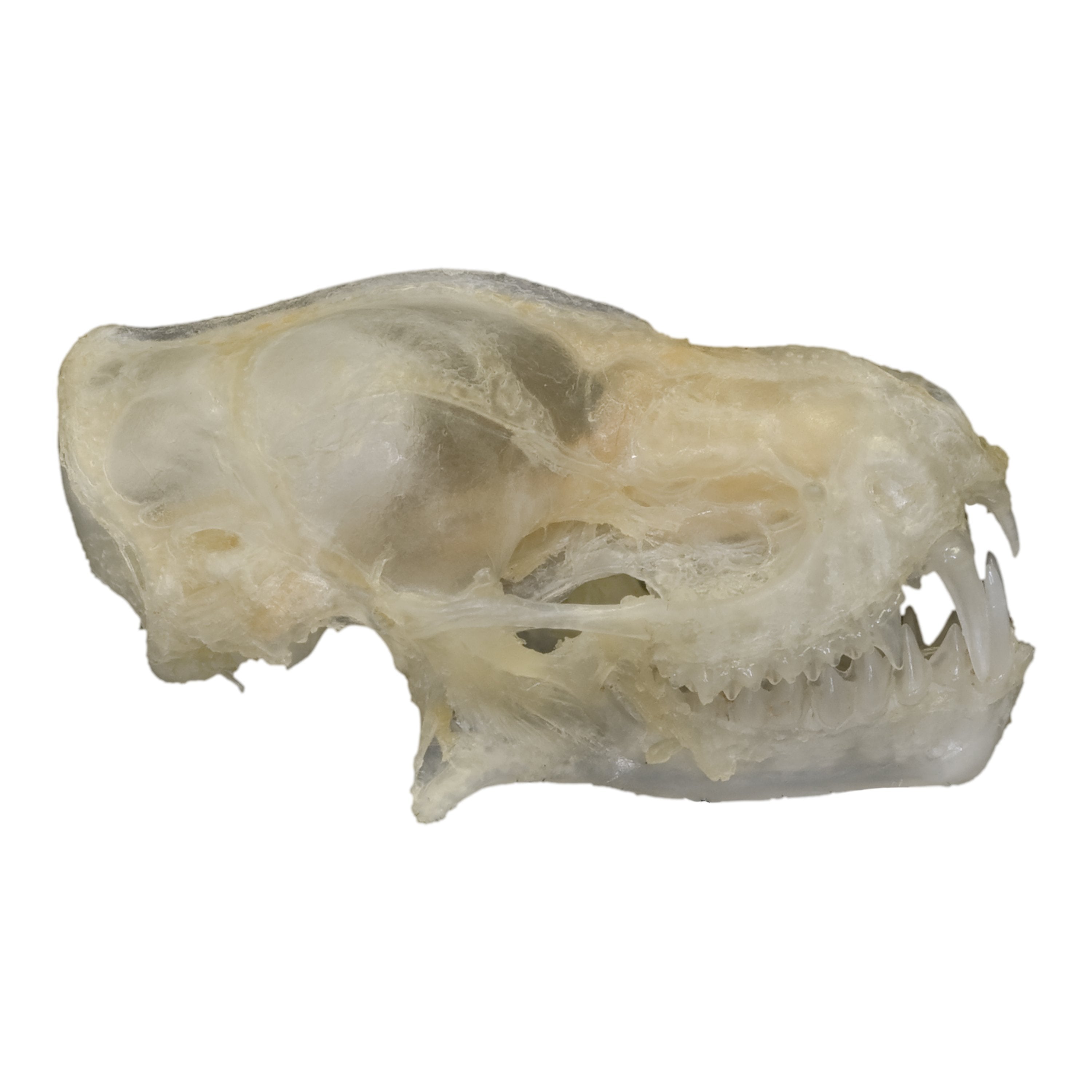 Authentic Javan Mastiff Bat Skull - Rare Collectible Specimen for Gothic Decor, Taxidermy, and Halloween Displays