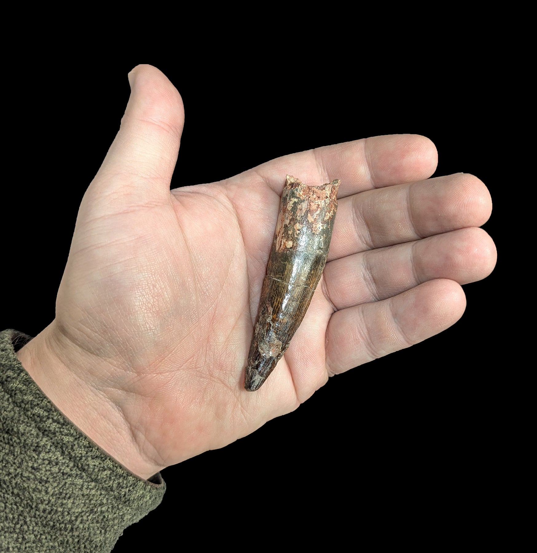 Authentic Large Spinosaurus Dinosaur Fossil Tooth Replica - Perfect for Paleontology Collections, Educational Displays & Dinosaur Themed Decor