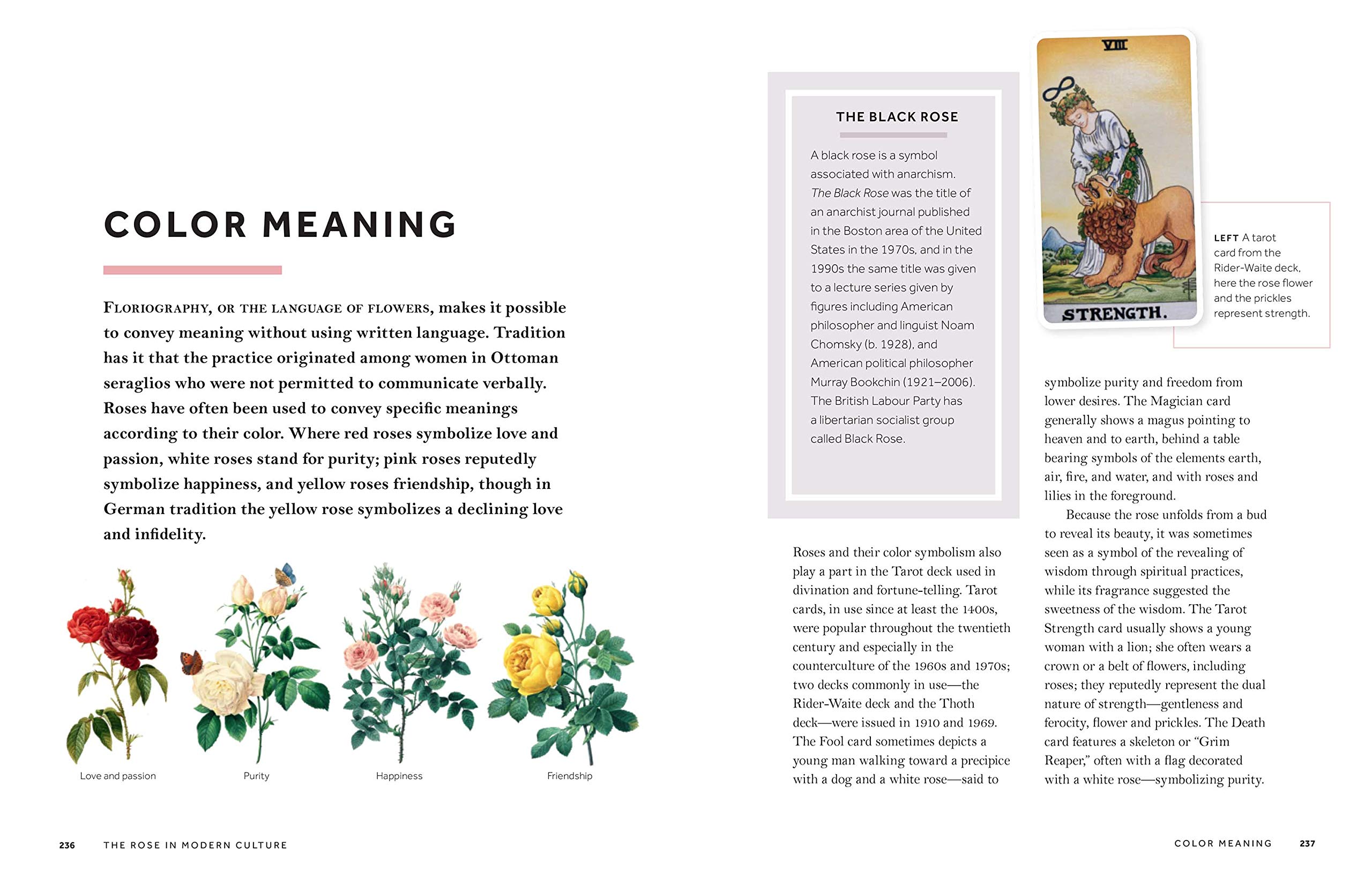 The Story of the Rose: History, Meaning & Symbolism of Rosa Flowers | Perfect for Gardens, Weddings & Home Decor