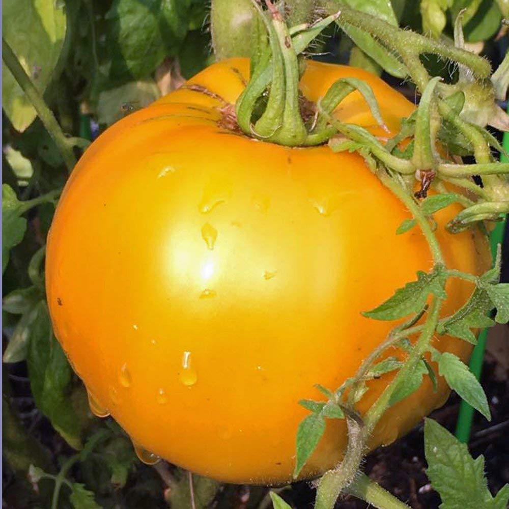 Golden Jubilee Tomato Seeds - 200+ Heirloom, Non-GMO Seeds (Solanum lycopersicum 'Jubilee') by Isla's Garden Seeds - Perfect for Home Gardening, Canning & Fresh Salads