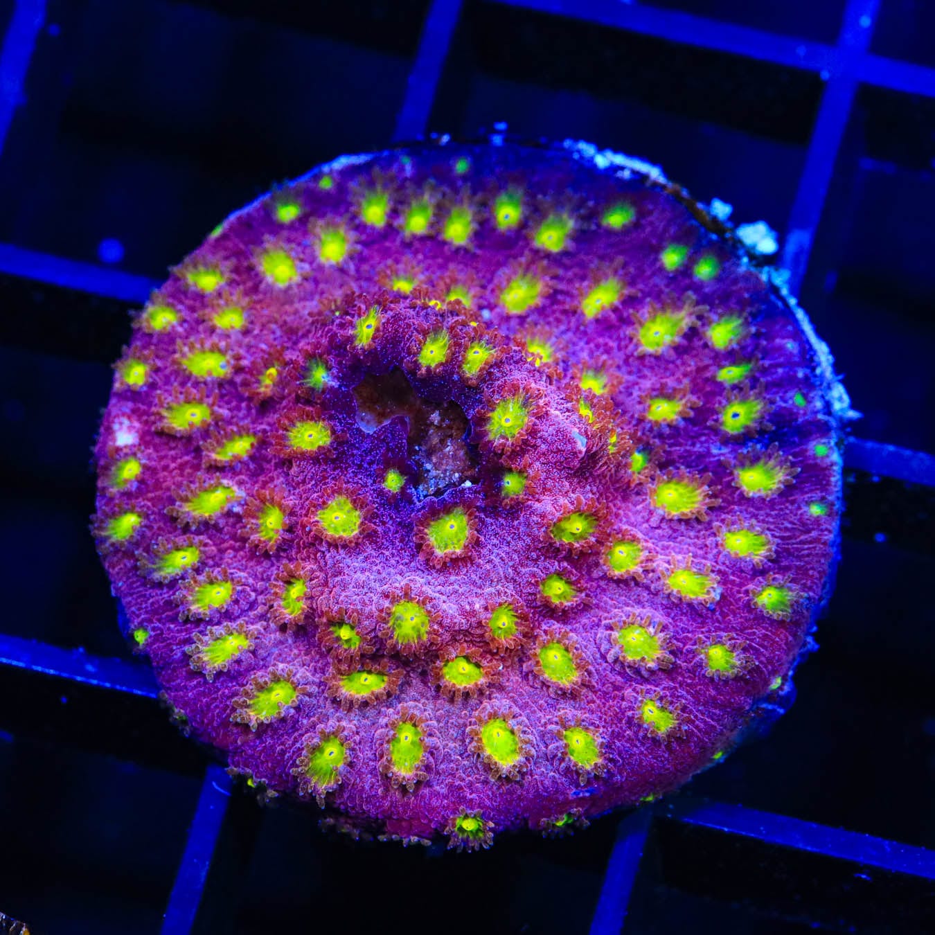 Premium CB Bling Bling Cyphastrea Coral for Saltwater Aquariums - Vibrant Color Fast-Growing LPS Coral for Reef Tanks & Marine Displays