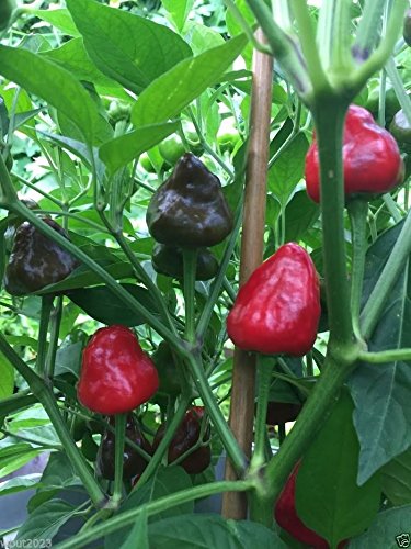 Premium Facing Heaven Pepper Seeds (Capsicum Annuum) - Authentic Sichuan Chaotianjiao Chili for Home Garden & Spicy Cooking