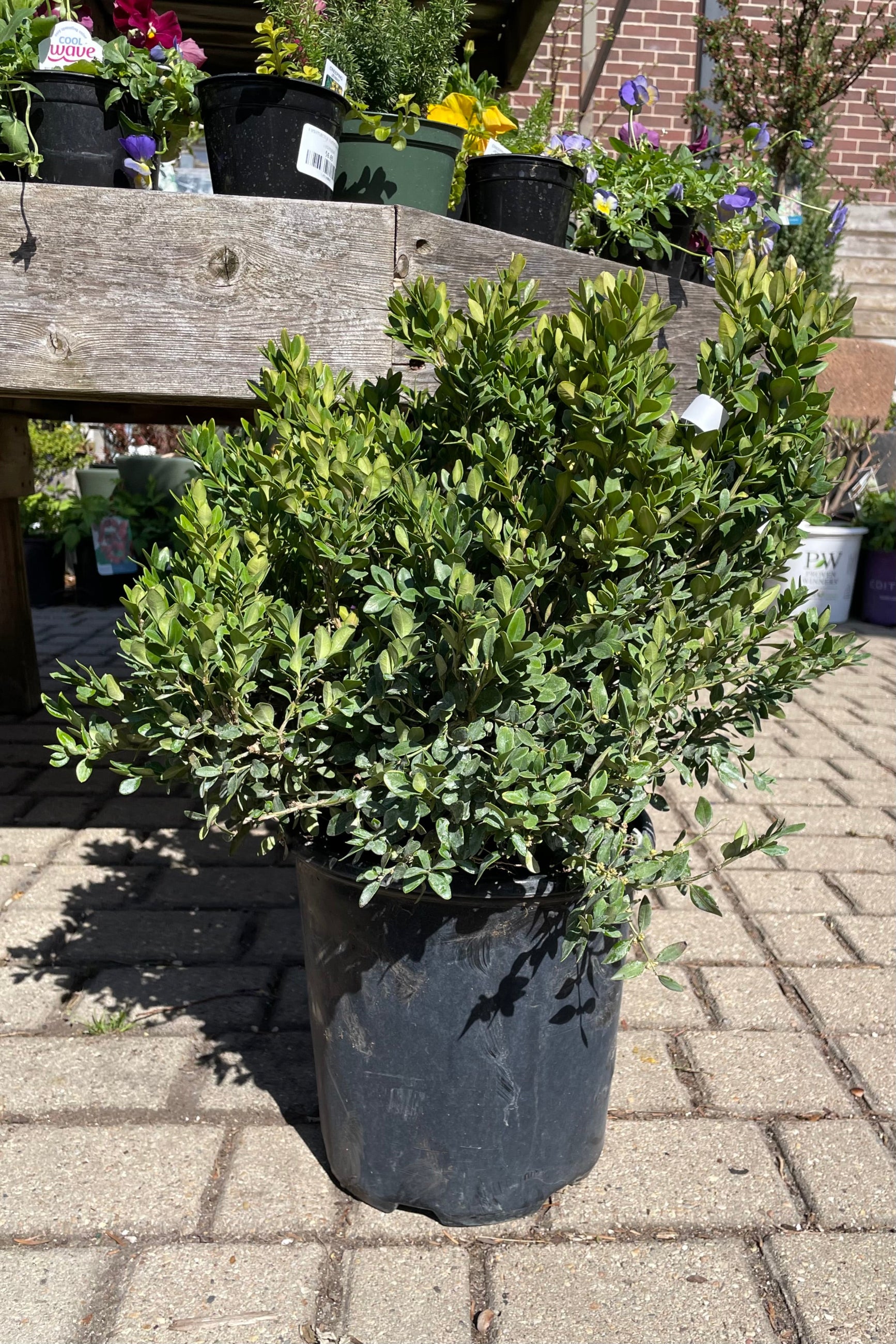 Buxus 'Chicagoland Green' #2 - Hardy Evergreen Shrub for Landscaping, Hedges & Garden Borders | Perfect for USDA Zones 4-9 | Outdoor Planting & Container Gardening
