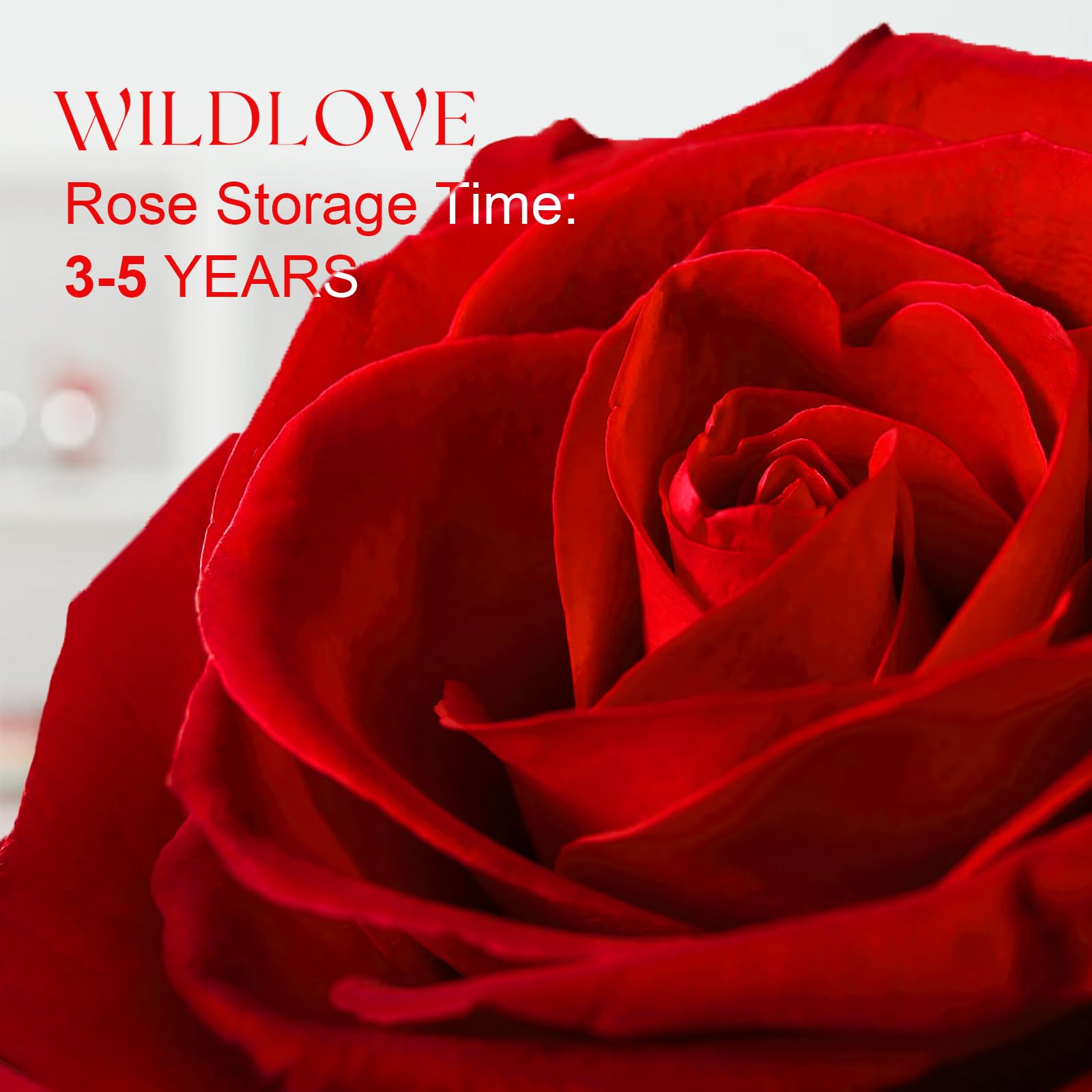 WILDLOVE Preserved Real Rose with 'I Love You' Necklace - Romantic Valentine's Day Gifts for Her, Wife, Girlfriend or Mom | Perfect Anniversary & Birthday Present for Women | Great for Date Nights, Proposals & Special Occasions