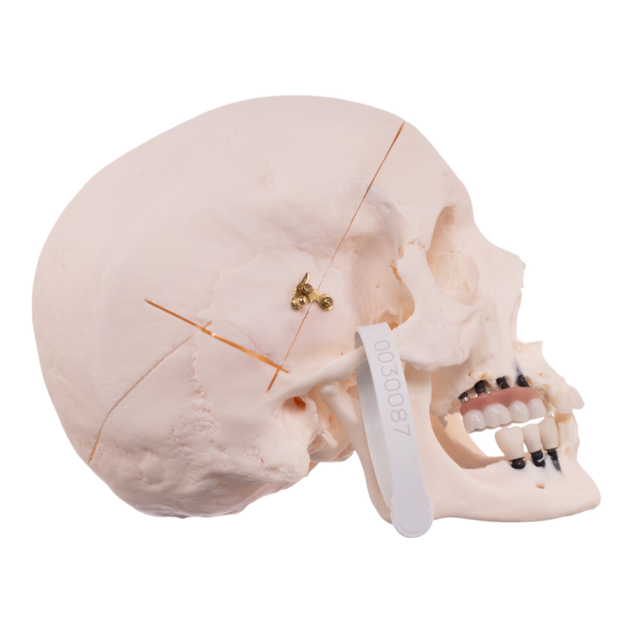 Authentic Human Skull Model for Medical Research, Anatomy Study & Halloween Decor - Perfect for Doctors, Students & Spooky Home Decor