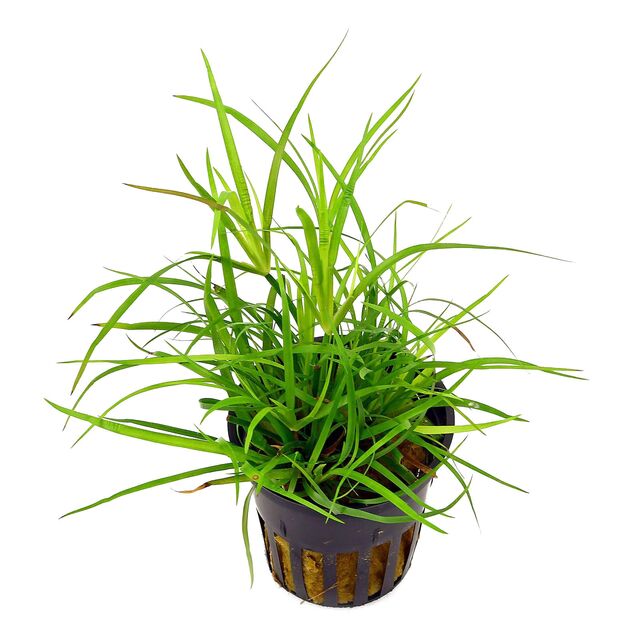 TCulture Juncus Repens Live Aquarium Plant (TC Cup) - Perfect for Freshwater Fish Tanks, Aquascaping & Shrimp Habitats