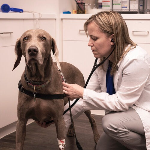Senior Pet Care Course by Dr. Lawren - Expert Guide for Aging Dogs & Cats | Learn Nutrition, Health & Comfort Tips for Older Pets at Home