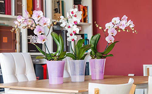 Santino Self-Watering Planter 4.9 Inch - Pink Ceramic Flower Pot for Indoor Plants, Succulents, Orchids & Houseplants | Perfect for Home, Office & Garden Decor