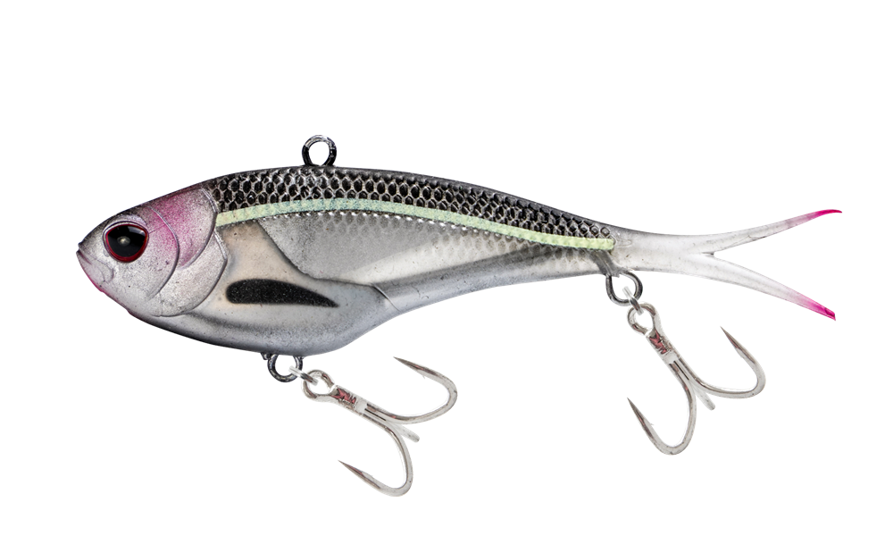 Blue Gill Ayu