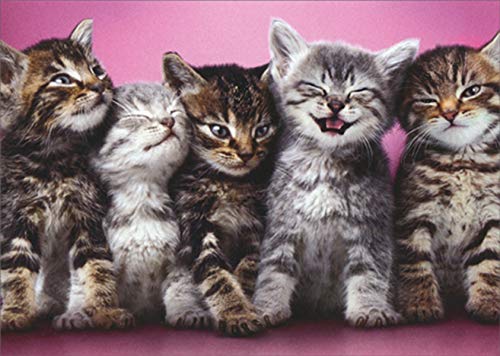 Avanti Press Line Up of Five Kittens on Pink Blank Note Card Set - Cute Cat Greeting Cards for Birthdays, Thank You Notes & Special Occasions