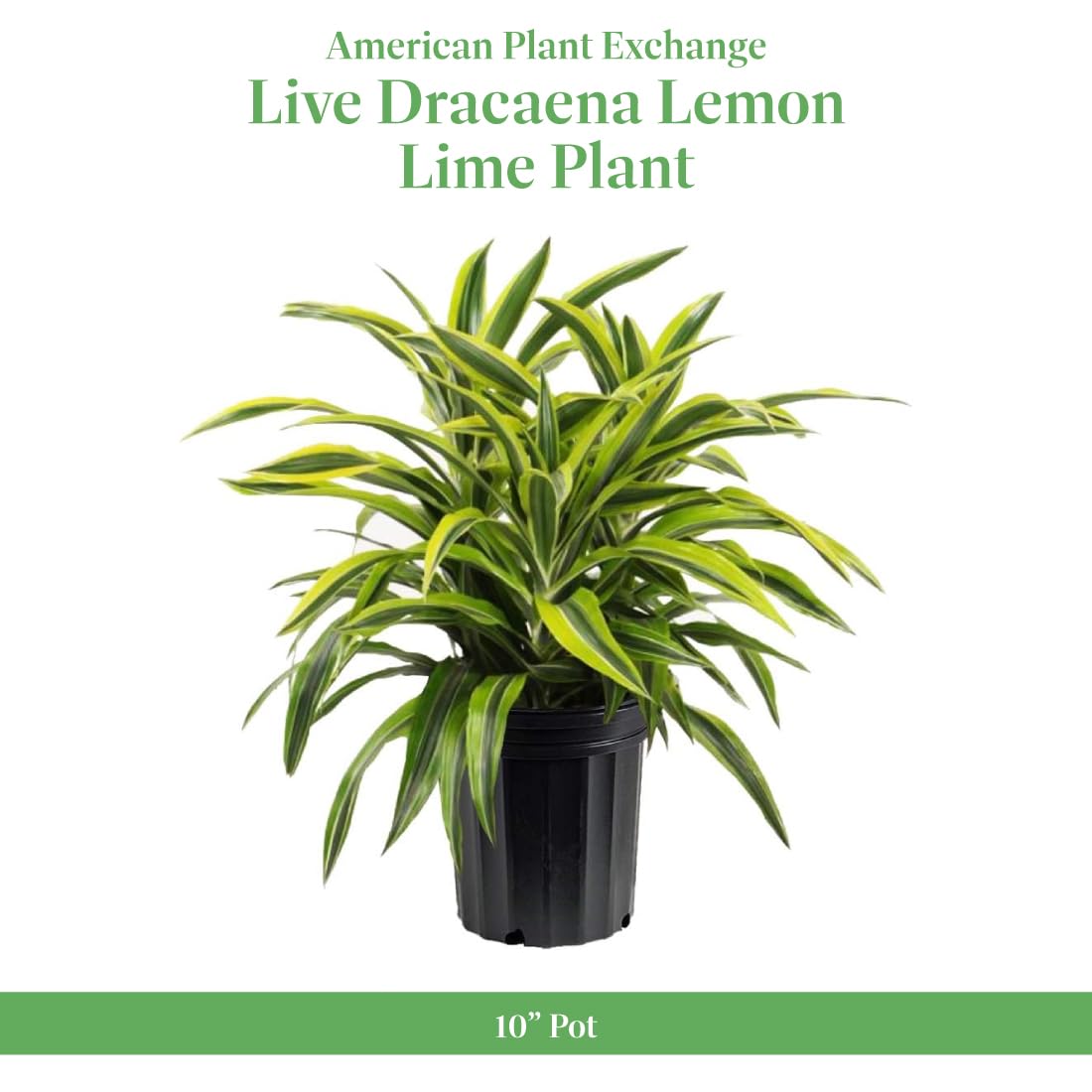Dracaena Lemon Lime Live Plant - 3 Gallon Indoor/Outdoor Air Purifying Houseplant | Perfect for Home, Office & Garden Decor | American Plant Exchange